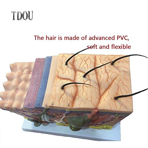 Tdou 50 Times Human Big Anatomical Skin Magnified Tissue Structure Model with Hair 35X/50X/70X Enlarged for Biology Minimally Invasive Cosmetic Surgery Teaching Models