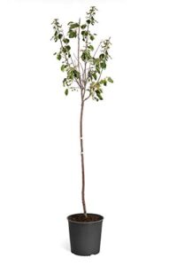 brighter blooms - honeycrisp apple tree, 4-5 feet - organic outdoor fruit plant - no shipping to az, id, or, or ca