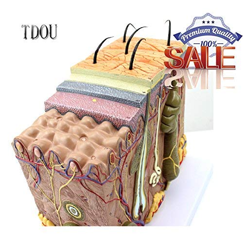 50X TDOU 35/50/70 Times Human Big Anatomical Skin Magnified Tissue Structure Model with Hair 35X/50X/70X Enlarged for Biology Minimally Invasive Cosmetic Surgery Teaching Models(50X)