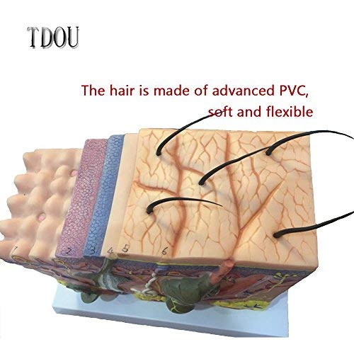 50X TDOU 35/50/70 Times Human Big Anatomical Skin Magnified Tissue Structure Model with Hair 35X/50X/70X Enlarged for Biology Minimally Invasive Cosmetic Surgery Teaching Models(50X)