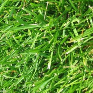 Argentine Bahia Grass Seeds - 2 Lbs.