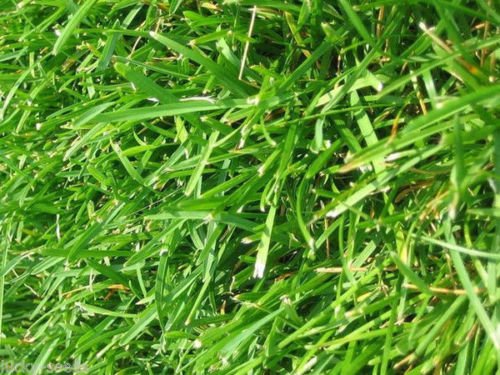 Argentine Bahia Grass Seeds - 2 Lbs.