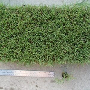 UC Verde Buffalograss Plugs