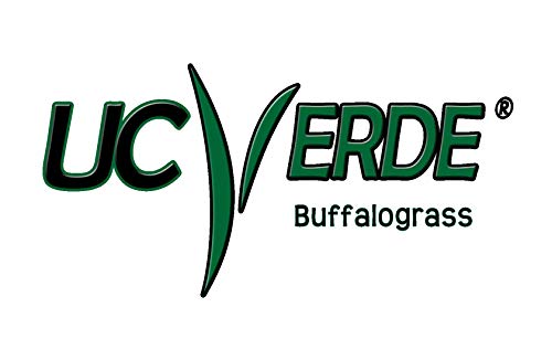 UC Verde Buffalograss Plugs