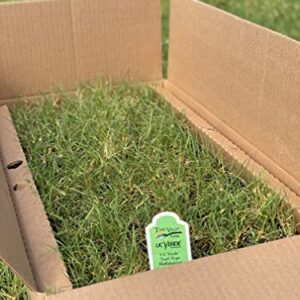 UC Verde Buffalograss Plugs