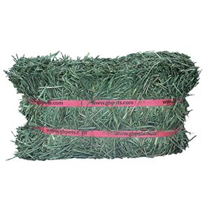 Grandpa's Best Orchard Grass Bale for Rabbits, Guinea Pigs, Chinchillas, Hamsters & Gerbils, 10 Lbs (Packaging may vary)