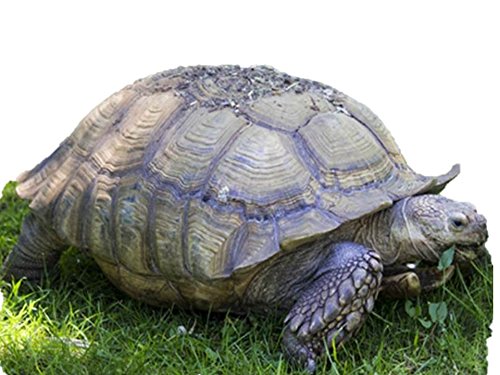 African Grasses Tortoise Blend Seeds - 1K Seeds, 1/8 oz - ST24