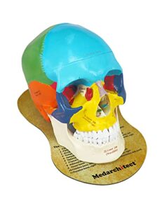 upgraded life size human colored head skull anatomical model with newest laser-etched fonts and skull diagram mouse pad for medical student human anatomy study course demonstration, teaching