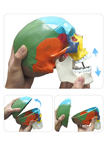 Upgraded Life Size Human Colored Head Skull Anatomical Model with Newest Laser-Etched Fonts and Skull Diagram Mouse Pad for Medical Student Human Anatomy Study Course Demonstration, Teaching