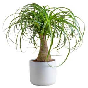 costa farms ponytail palm bonsai, easy to grow live indoor plant in indoor garden planter pot, air purifying houseplant, new house, birthday gift, office, home, and room décor, 15-20 inches tall