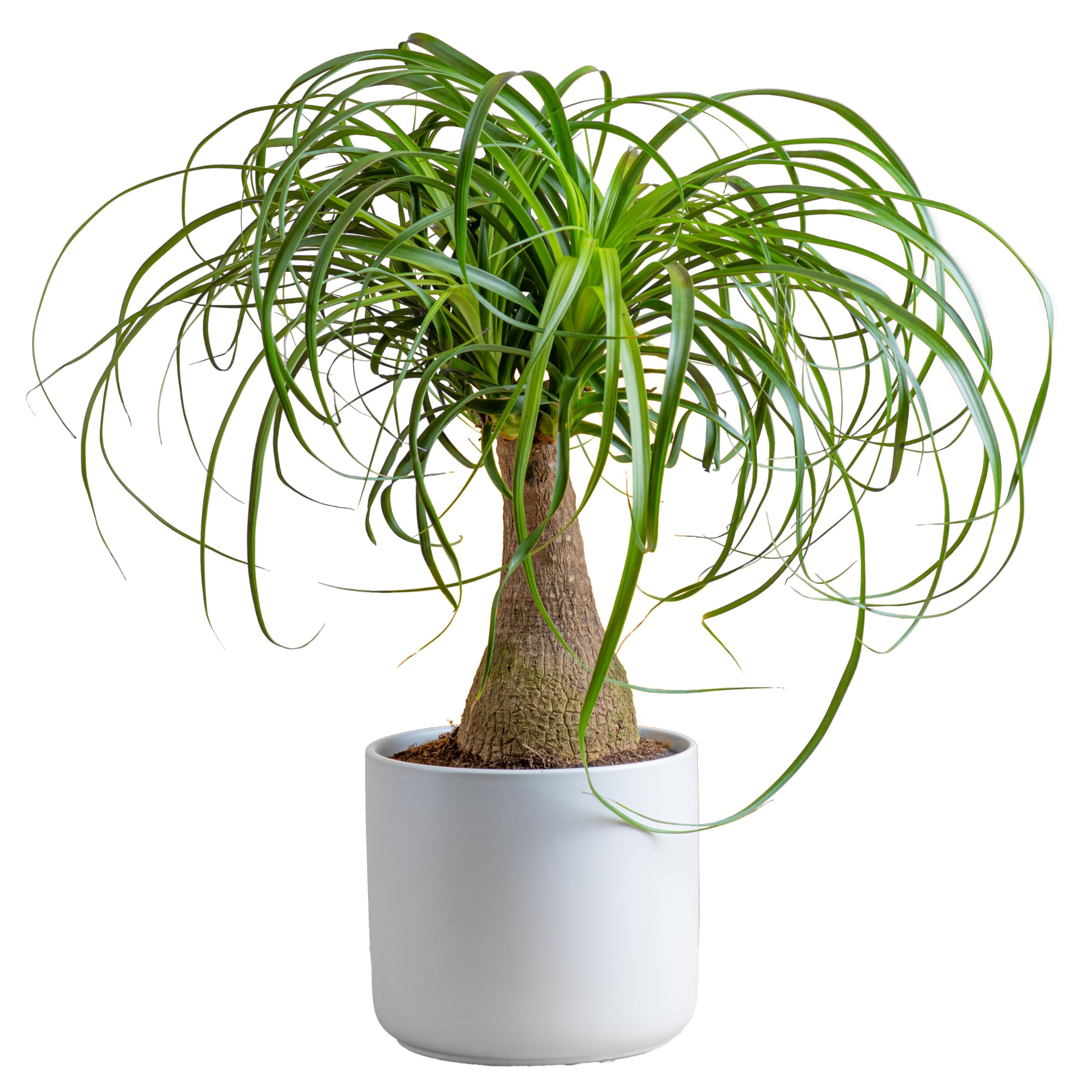 Costa Farms Ponytail Palm Bonsai, Easy to Grow Live Indoor Plant in Indoor Garden Planter Pot, Air Purifying Houseplant, New House, Birthday Gift, Office, Home, and Room Décor, 15-20 Inches Tall