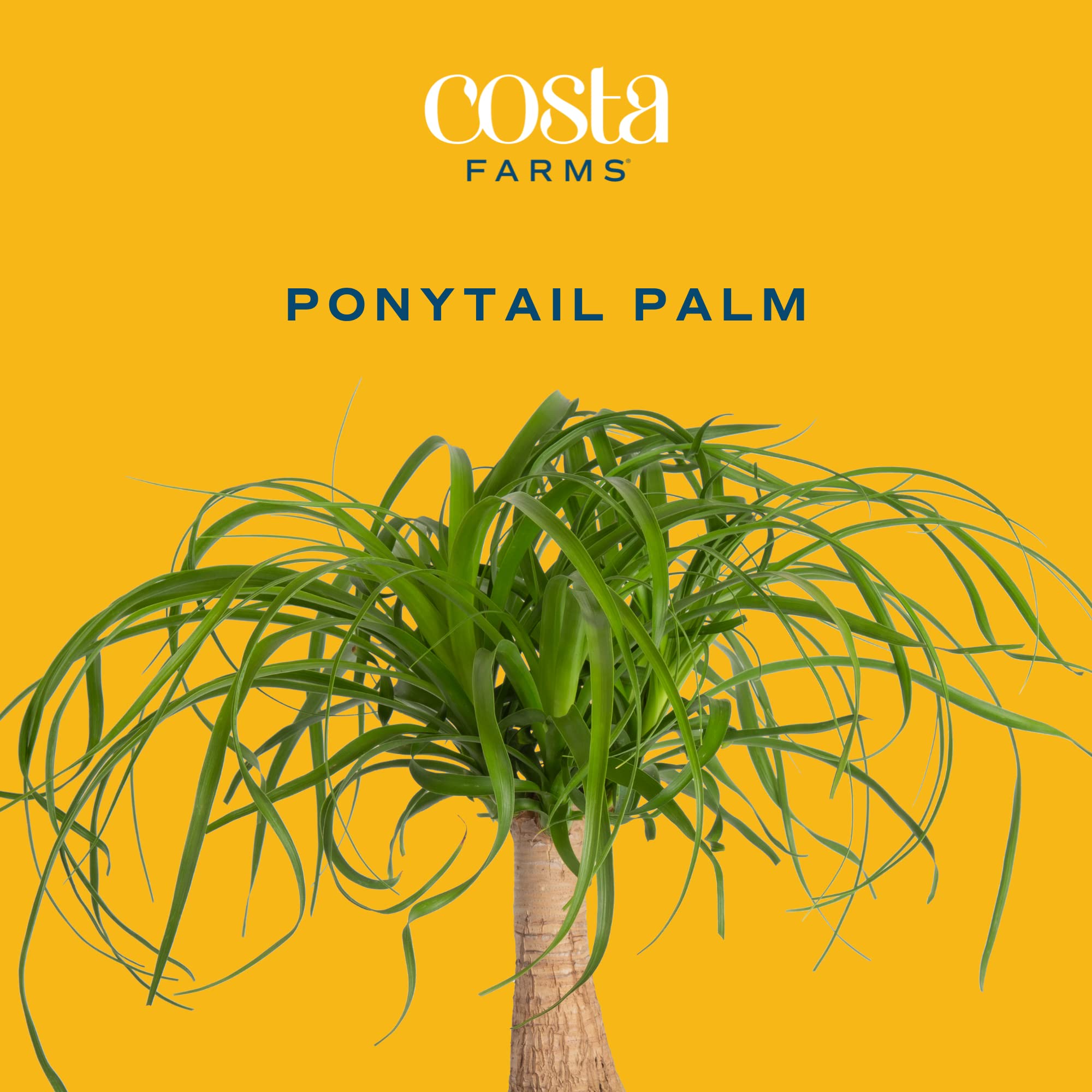 Costa Farms Ponytail Palm Bonsai, Easy to Grow Live Indoor Plant in Indoor Garden Planter Pot, Air Purifying Houseplant, New House, Birthday Gift, Office, Home, and Room Décor, 15-20 Inches Tall