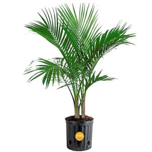 costa farms majesty palm live plant, indoor and outdoor palm tree, potted in nursery pot and soil, tropical floor house plant, housewarming gift, patio, balcony, office, and home decor, 3-4 feet tall