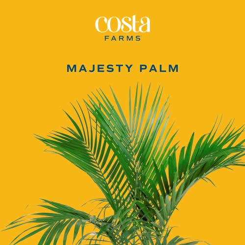 Costa Farms Majesty Palm Live Plant, Indoor and Outdoor Palm Tree, Potted in Nursery Pot and Soil, Tropical Floor House Plant, Housewarming Gift, Patio, Balcony, Office, and Home Decor, 3-4 Feet Tall