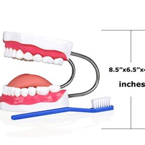 Parco Scientific PBM-B7 Human Skin Model from Scalp Section and Teeth Model with Brush with Carrying Case