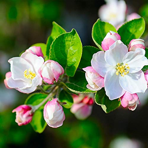 Brighter Blooms Dorsett Apple Tree (6-7 ft.)