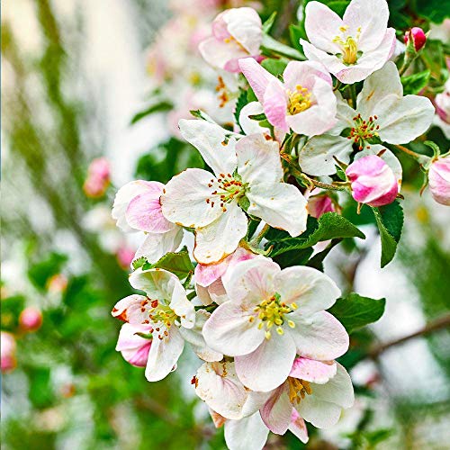 Brighter Blooms - Dwarf Gala Apple Trees, 5-6 ft. - Bushels of Delicious Apples Each Year - No Shipping to AZ, ID, OR, or CA