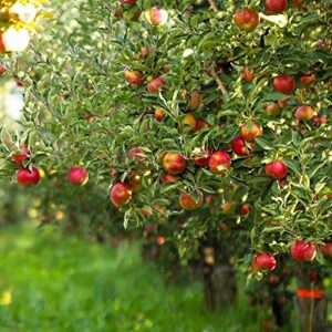 Brighter Blooms - Dwarf Gala Apple Trees, 5-6 ft. - Bushels of Delicious Apples Each Year - No Shipping to AZ, ID, OR, or CA