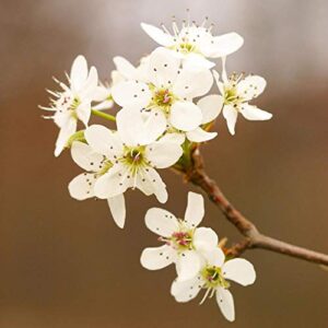 Brighter Blooms - Dwarf Yellow Delicious Apple Trees, 5-6 ft. - One of The Country’s Most Popular Apples - No Shipping to AZ, ID, OR, or CA