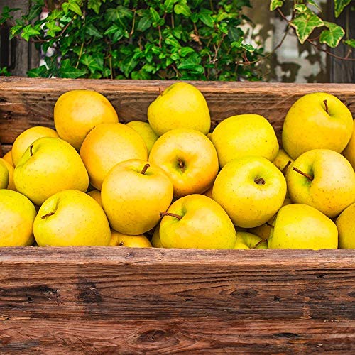 Brighter Blooms - Dwarf Yellow Delicious Apple Trees, 5-6 ft. - One of The Country’s Most Popular Apples - No Shipping to AZ, ID, OR, or CA