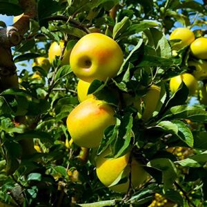 Brighter Blooms - Dwarf Yellow Delicious Apple Trees, 5-6 ft. - One of The Country’s Most Popular Apples - No Shipping to AZ, ID, OR, or CA