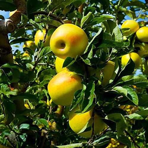 Brighter Blooms - Dwarf Yellow Delicious Apple Trees, 5-6 ft. - One of The Country’s Most Popular Apples - No Shipping to AZ, ID, OR, or CA