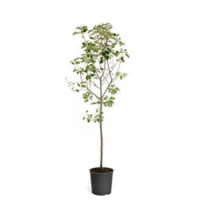 brighter blooms - dwarf fuji apple trees, 5-6 ft. - fast growing and low-maintenance apple tree - no shipping to az, id, or or ca