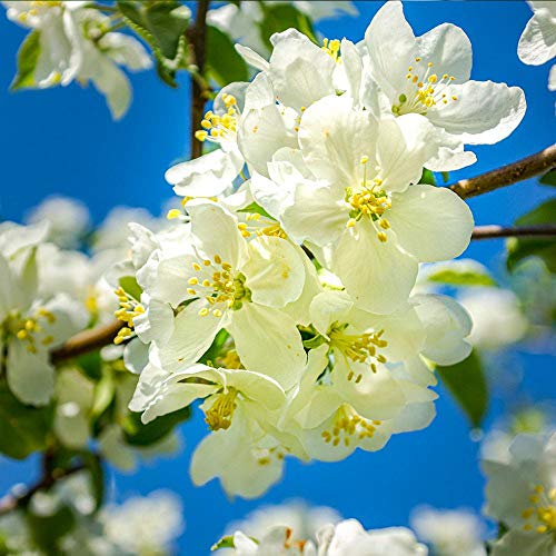 Brighter Blooms - Dwarf Fuji Apple Trees, 5-6 ft. - Fast Growing and Low-Maintenance Apple Tree - No Shipping to AZ, ID, OR or CA