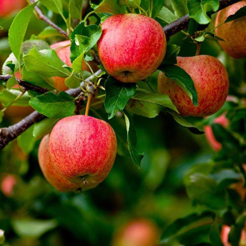 Brighter Blooms - Dwarf Fuji Apple Trees, 5-6 ft. - Fast Growing and Low-Maintenance Apple Tree - No Shipping to AZ, ID, OR or CA