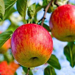 Brighter Blooms - Dwarf Fuji Apple Trees, 5-6 ft. - Fast Growing and Low-Maintenance Apple Tree - No Shipping to AZ, ID, OR or CA