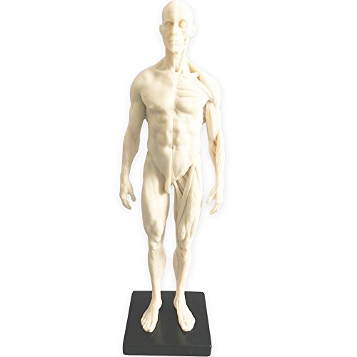 HUBERY MODEL 11 Inch Male Human Anatomy Model of Art Anatomy Figure(White)