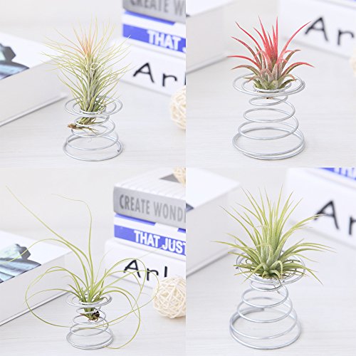 20 Pack Air Plant Stand Container Tillandsia Holder, Fineder Stainless Steel Wire Stand Plant Display Racks - Silver