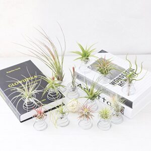 20 Pack Air Plant Stand Container Tillandsia Holder, Fineder Stainless Steel Wire Stand Plant Display Racks - Silver