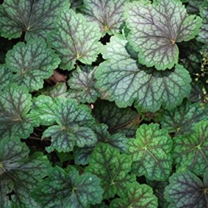 Perennial Farm Marketplace Heuchera a. 'Dale's Strain' (Coral Bells) Perennial, Size-#1 Container, Silvery Blue Green Foliage