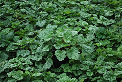 Perennial Farm Marketplace Heuchera a. 'Dale's Strain' (Coral Bells) Perennial, Size-#1 Container, Silvery Blue Green Foliage