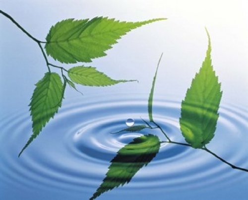 Two branches with green leaves floating above blue water ripples Poster Print by Panoramic Images (24 x 20)