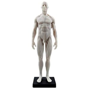 human body musculoskeletal anatomical model for study and teaching (30cm2)
