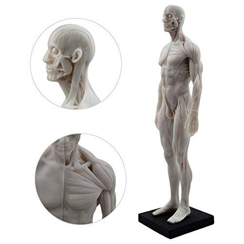 Human Body Musculoskeletal Anatomical Model for Study and Teaching (30CM2)