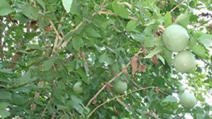 20 aegle marmelos tree seeds/bael fruit bengal quince/stone apple aroma