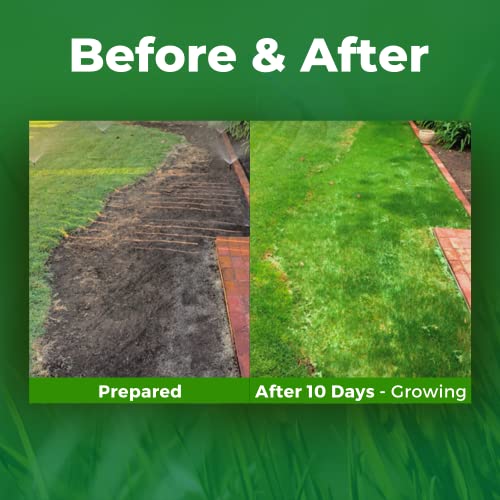 Growtrax Biodegradable Grass Seed Mat - 100 SQFT Bermuda Rye - Grass Seed and Fertilizer for Lawns, Dog Patches & Shade - Just Roll, Water & Grow - No Fake or Artificial Grass