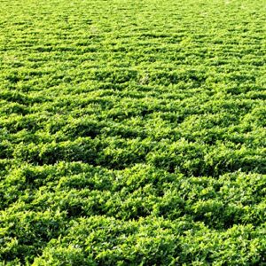 outsidepride alfalfa forage legume seed for pastures, hay, & livestock - 5 lbs