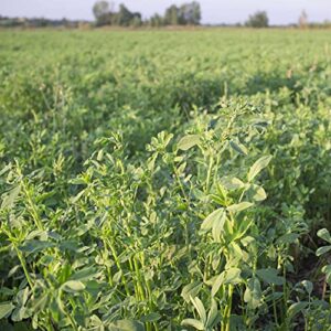 Outsidepride Alfalfa Forage Legume Seed for Pastures, Hay, & Livestock - 5 LBS