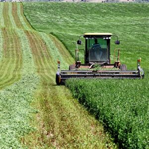 Outsidepride Alfalfa Forage Legume Seed for Pastures, Hay, & Livestock - 5 LBS