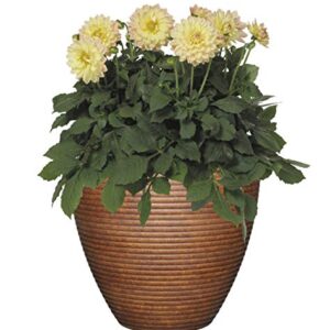 Classic Home and Garden 3/803P/1 Premiere Collection Planter, Paragon 12", Parchment