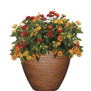 Classic Home and Garden 3/803P/1 Premiere Collection Planter, Paragon 12", Parchment