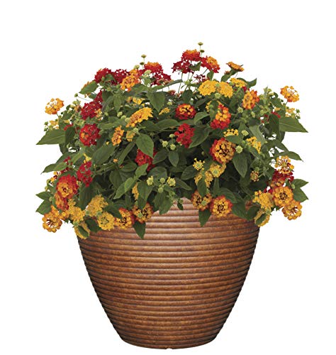 Classic Home and Garden 3/803P/1 Premiere Collection Planter, Paragon 12", Parchment