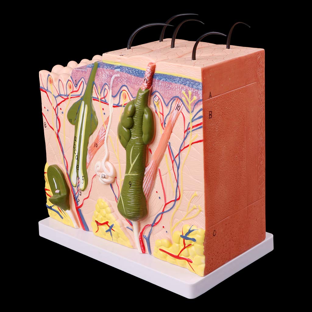 Abicial Human Skin Model Block Enlarged Plastic Anatomical Anatomy Medical Teaching Tool