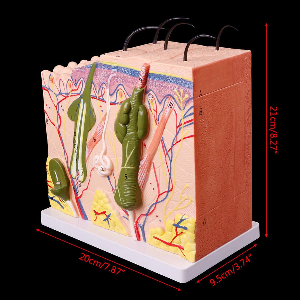 Abicial Human Skin Model Block Enlarged Plastic Anatomical Anatomy Medical Teaching Tool