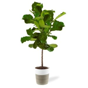 costa farms fiddle leaf fig tree, ficus lyrata live indoor plant potted in indoor garden plant pot, potting soil, floor houseplant gift for housewarming, tropical home or room decor, 3-4 feet tall