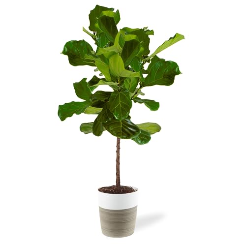 Costa Farms Fiddle Leaf Fig Tree, Ficus Lyrata Live Indoor Plant Potted in Indoor Garden Plant Pot, Potting Soil, Floor Houseplant Gift for Housewarming, Tropical Home or Room Decor, 3-4 Feet Tall